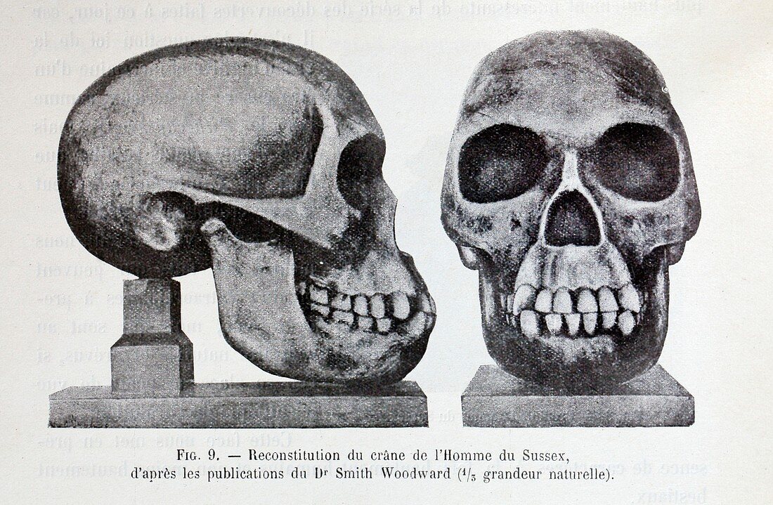 1916 Reconstruction of Piltdown man skull