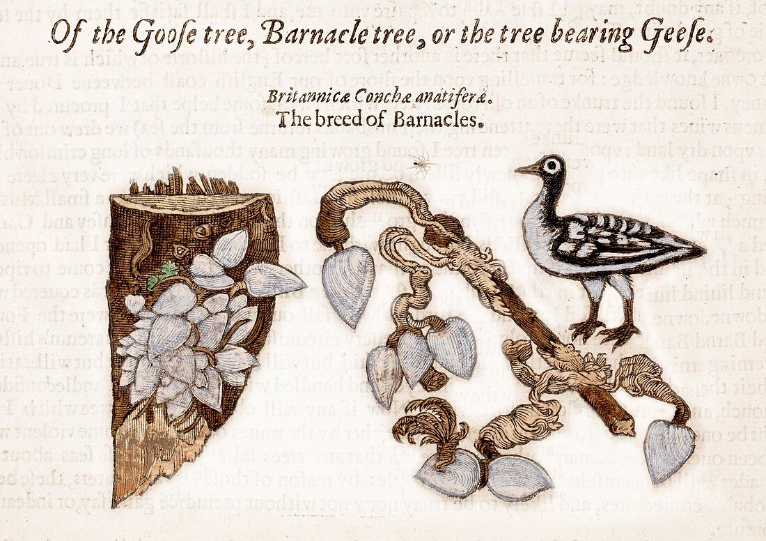 1597 Goose Barnacle Tree of Gerard Herbal