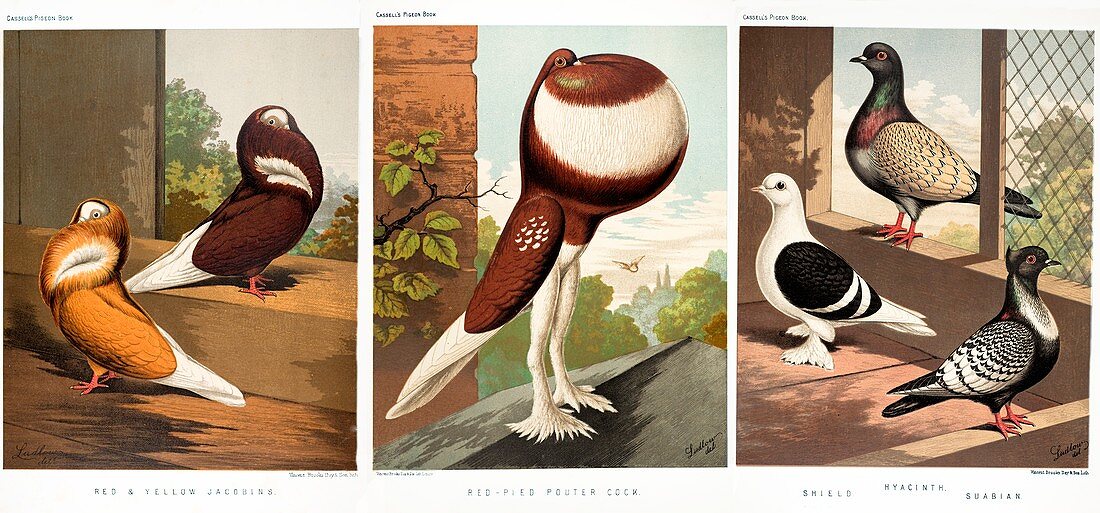 1874 Domestic fancy pigeon breeds Darwin