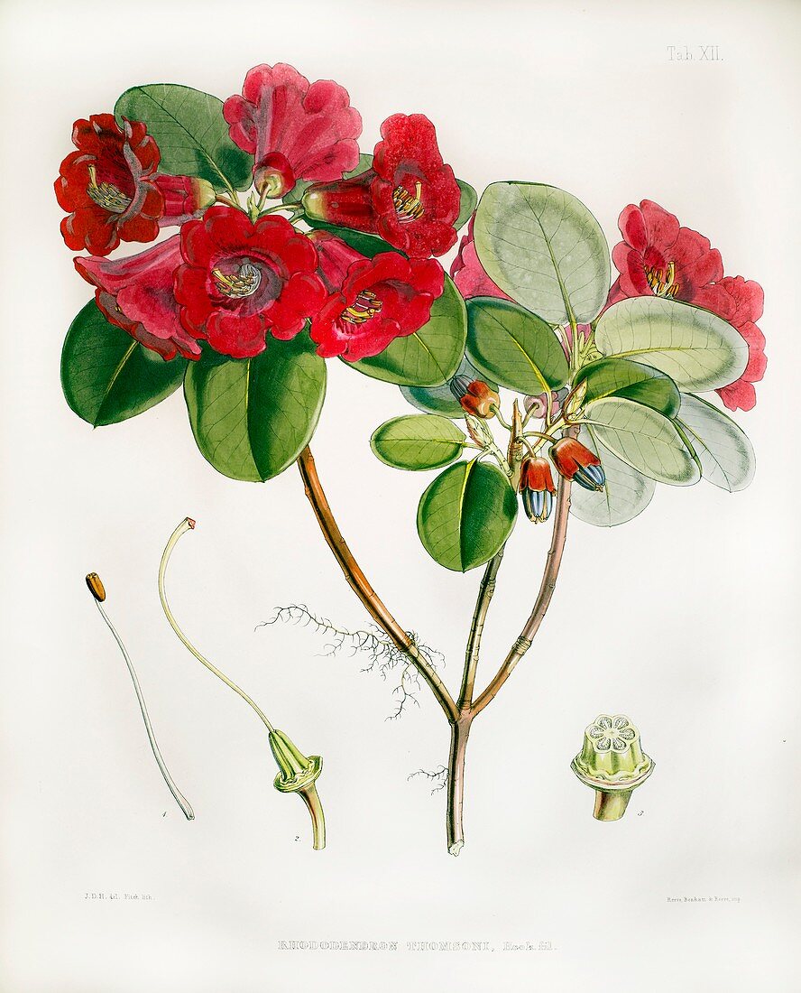 1851 Rhododendron named by Joseph Hooker