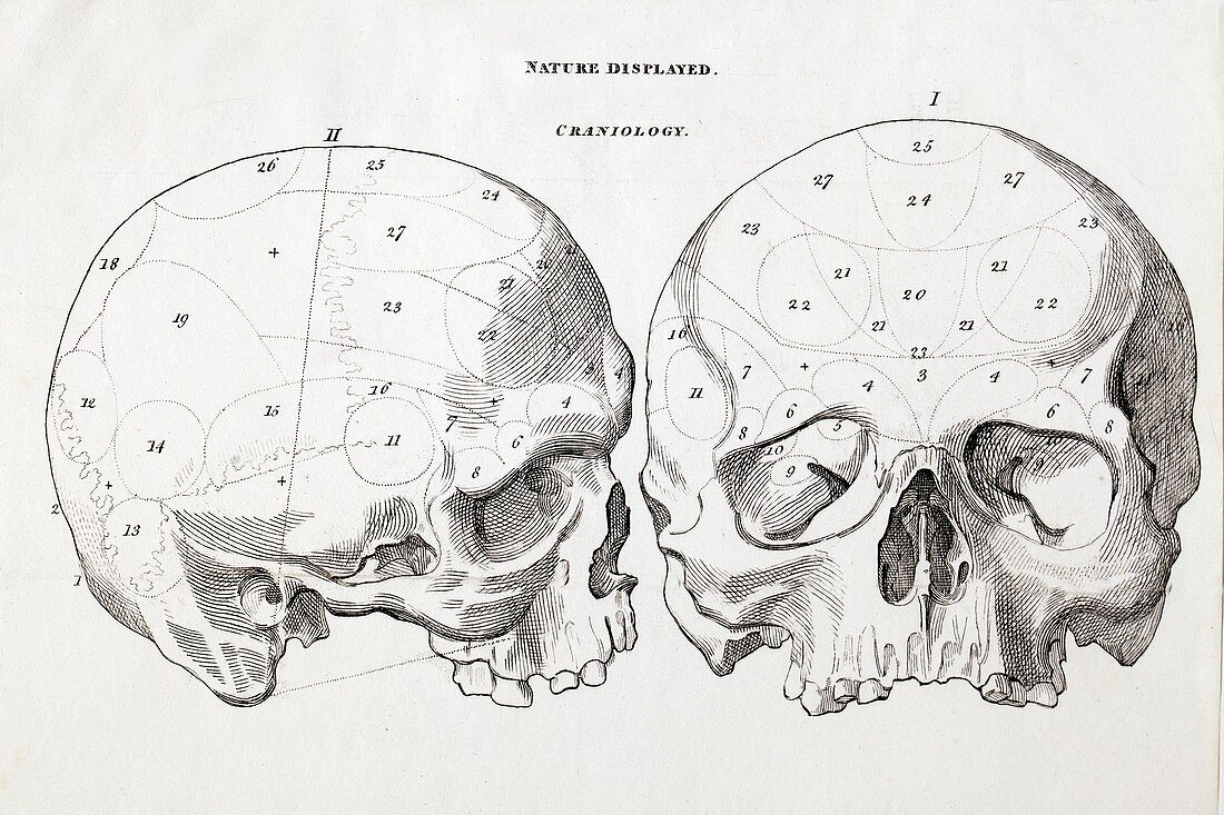 1823 Craniology Craniometry region skull