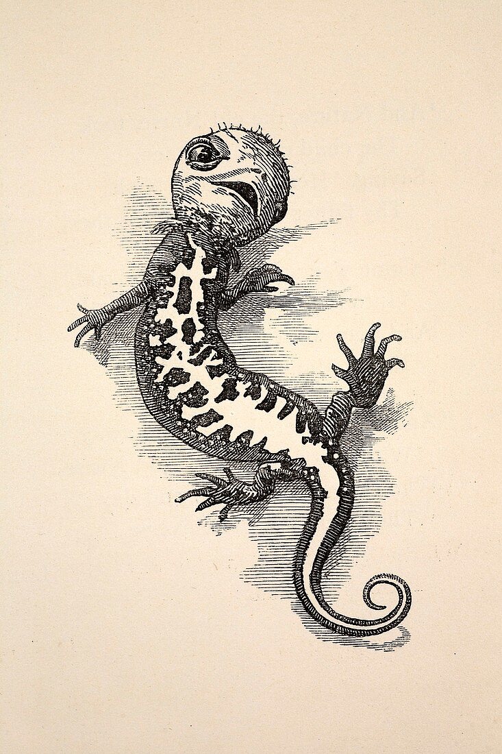 1863 Kingsley waterbabies human newt