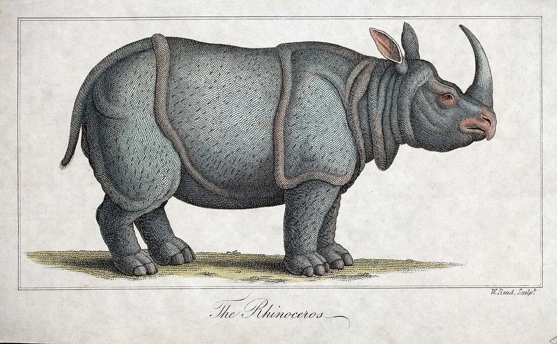 1823 Indian Rhinoceros colour engraving