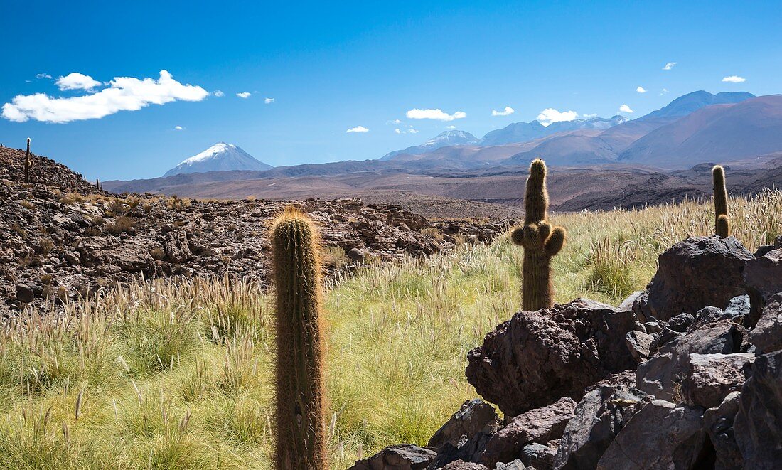 Atacama landscape with cactus,Chile