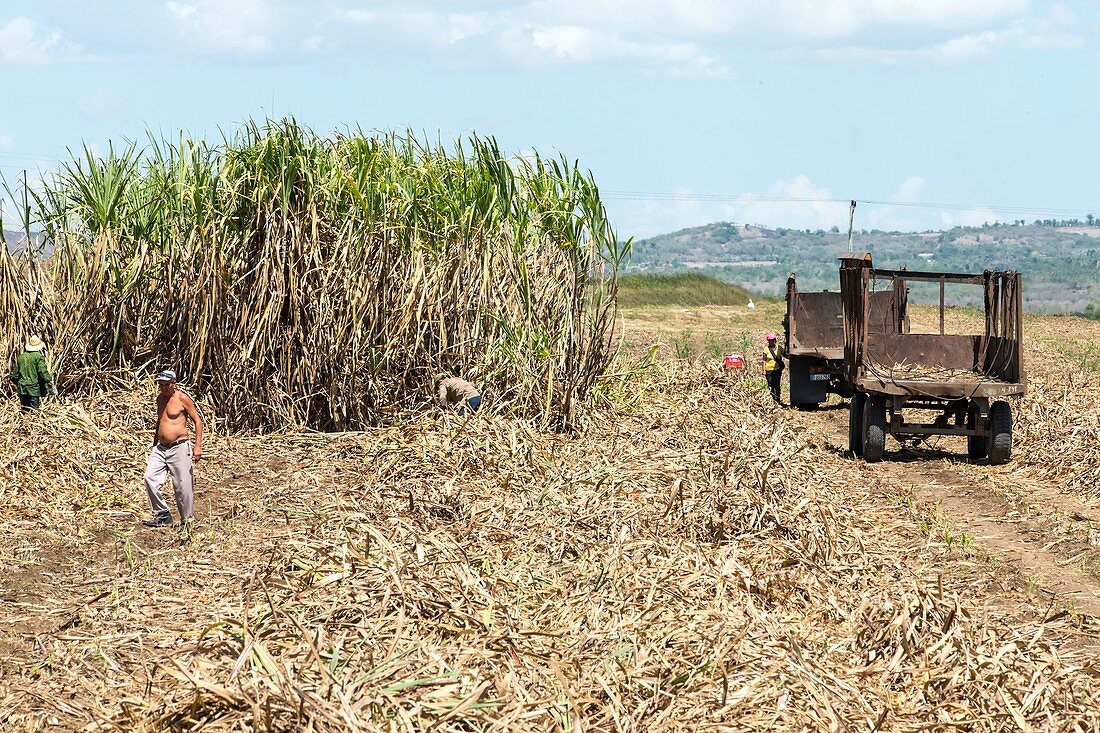 Sugar plantation workers,Cuba