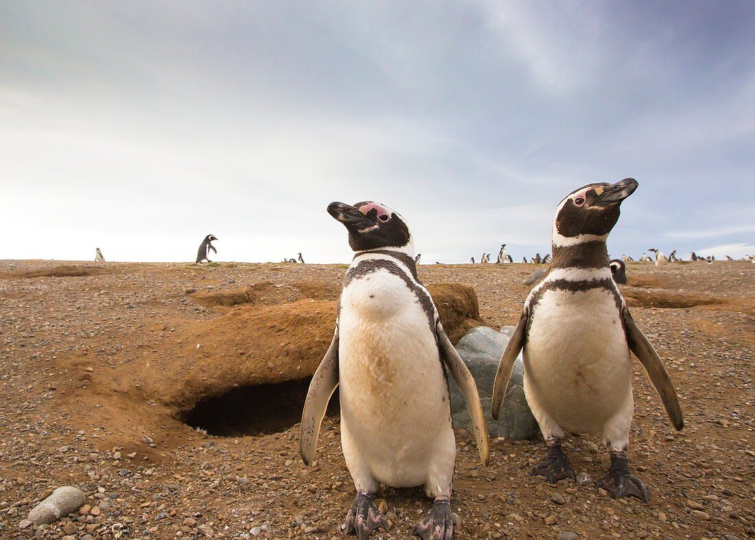 Magellanic penguins around their burrow