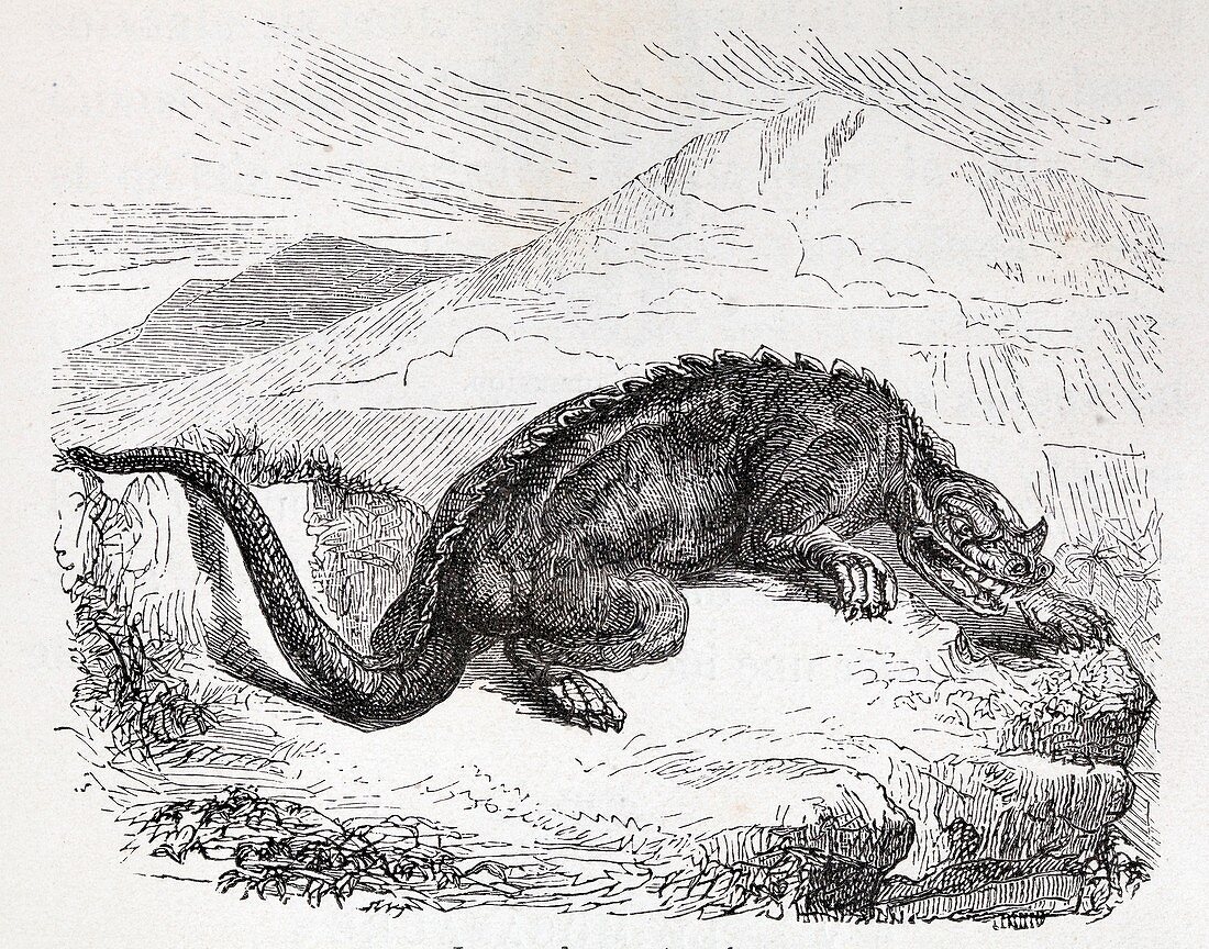 1860 Reconstruction of iguanodon dinosaur