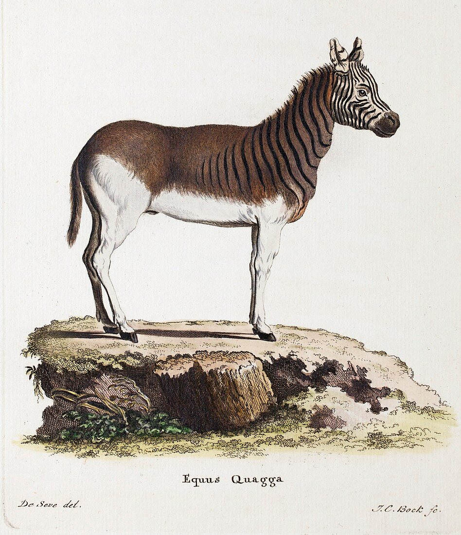 1883 Schreber extinct Quagga zebra plate