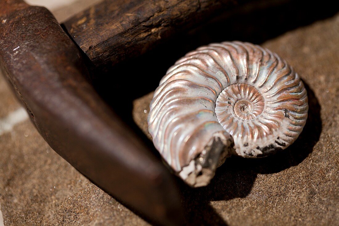 Hammer and ammonite geology emblems