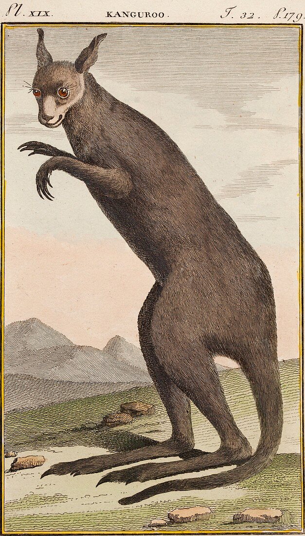 1799 Kangaroo Buffon early illustration