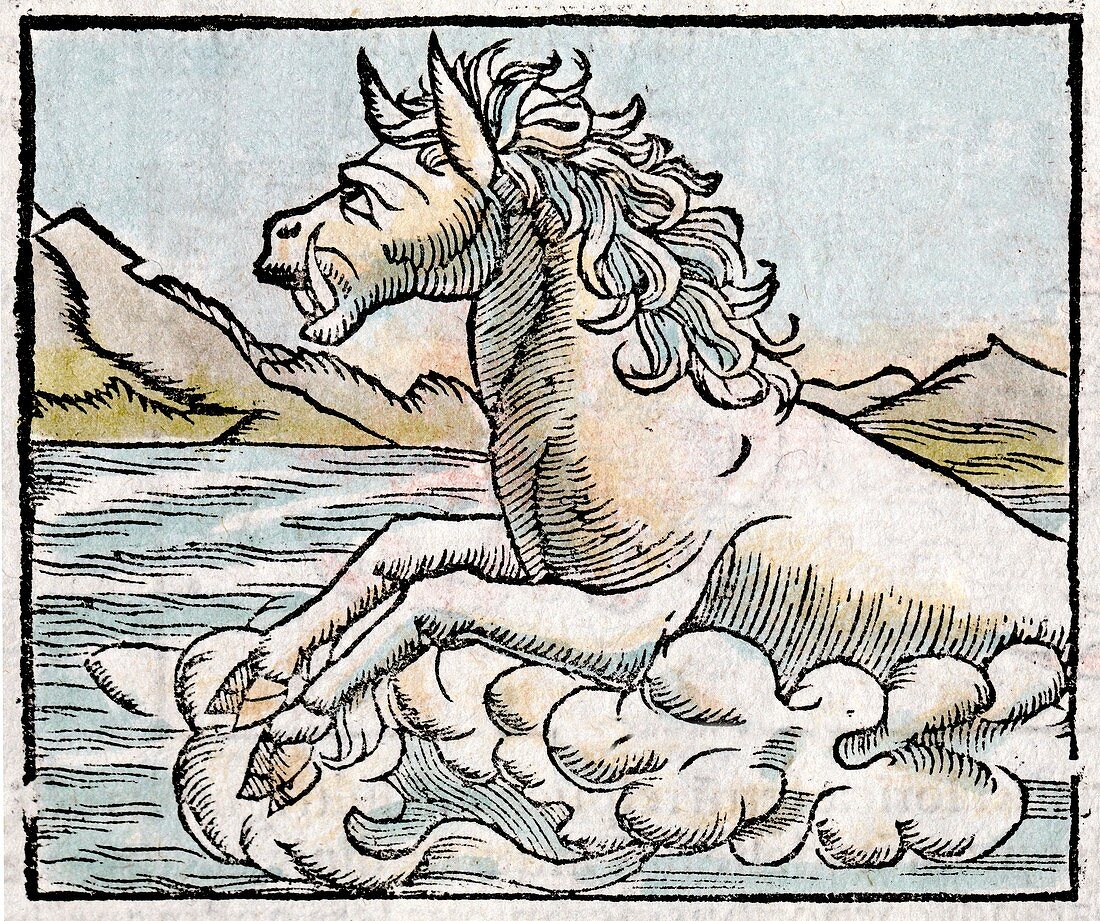 1560 Hippopotamus tusked sea horse