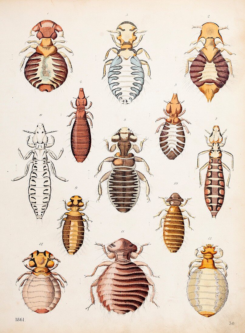 1861 A variety of biting lice