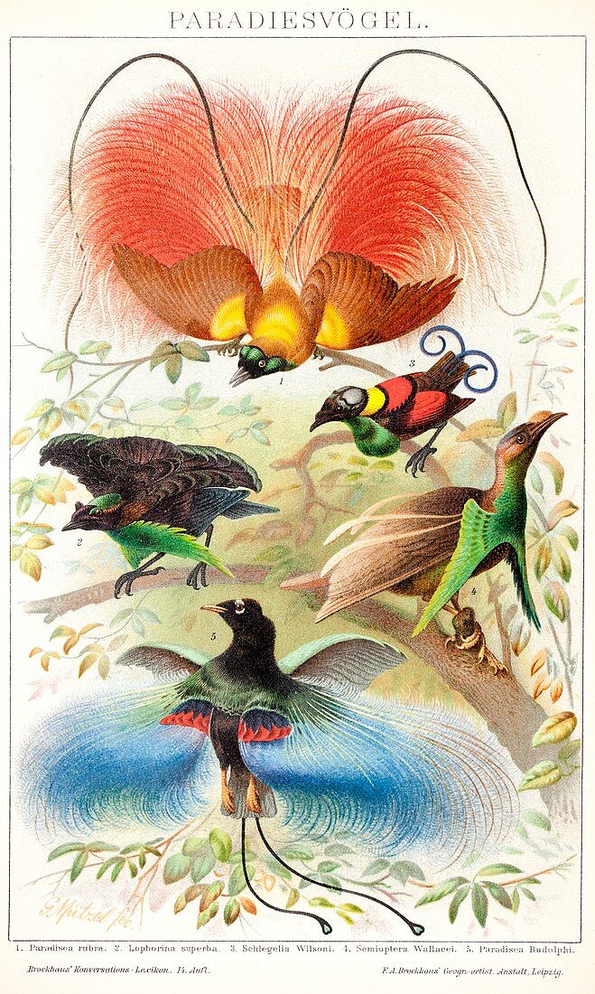 1894 Bird of Paradise wrong display poses