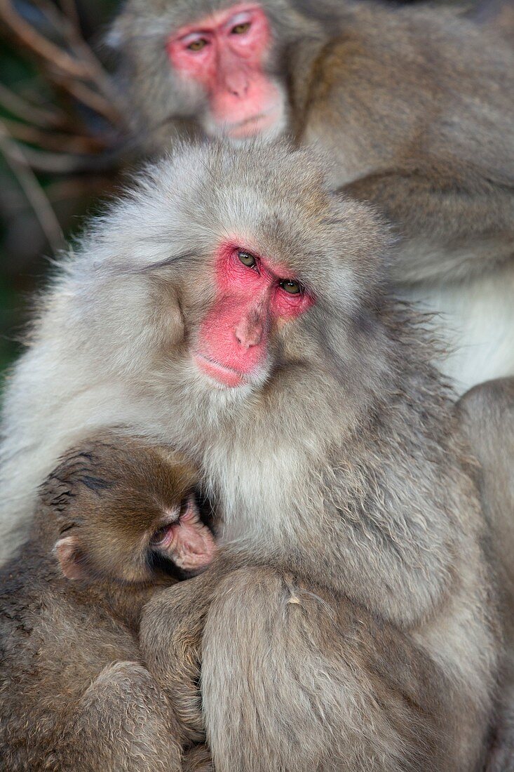 Japanese macaque monkey suckling baby