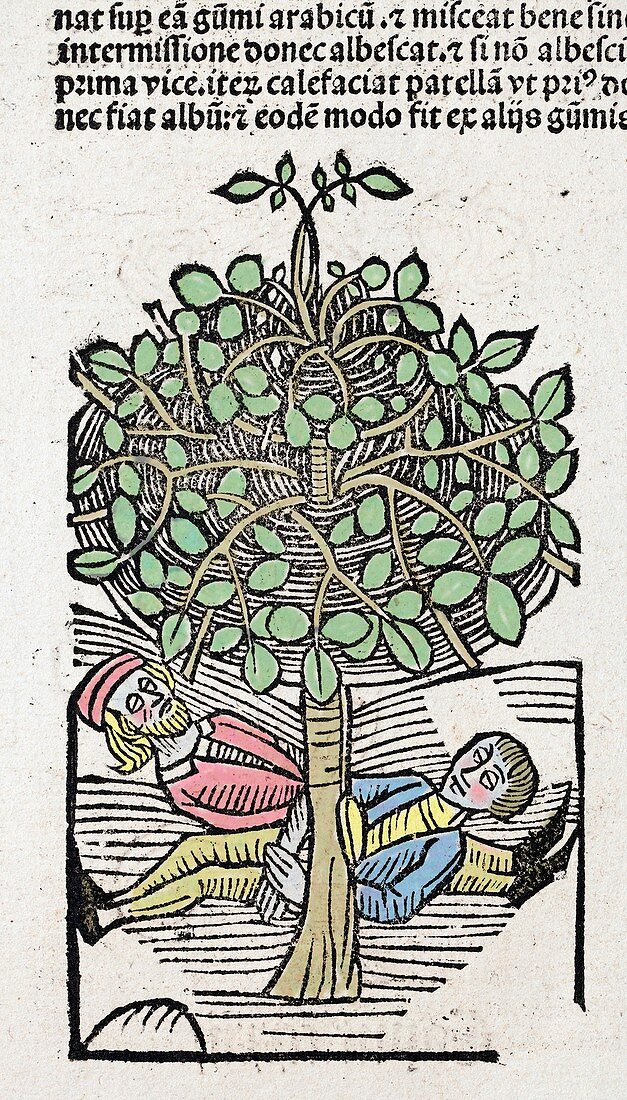 1491 Bausor opium tree Hortus Sanitatis