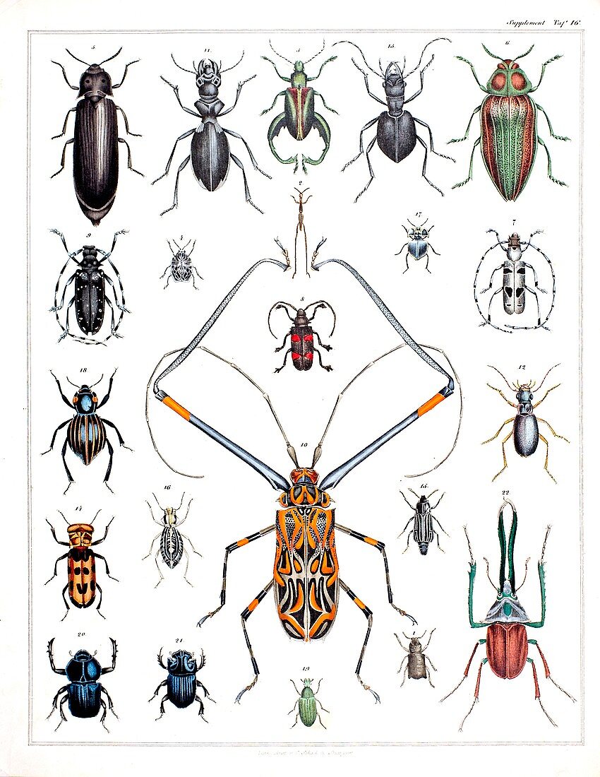 1843 Oken beetle plate illustration
