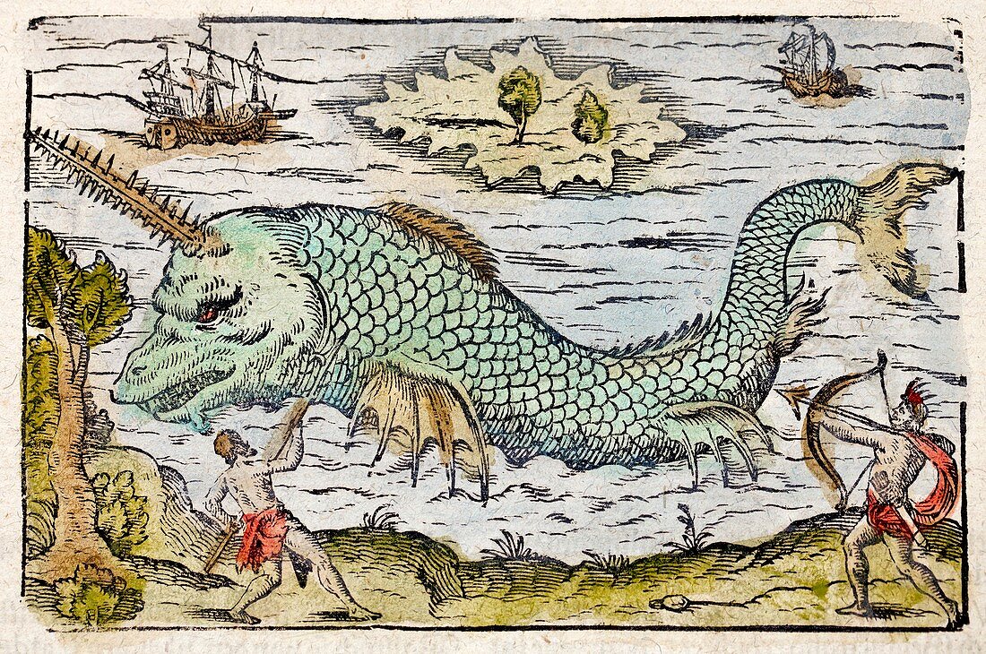 1582 Sawfish Pristis as sea unicorn