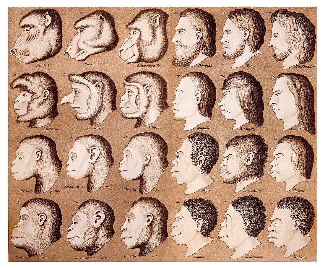 1870 Haeckel Racist human illustration