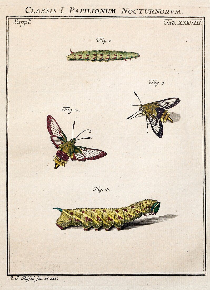 1744 Roesel von Rosenhof Bee Hawk moth