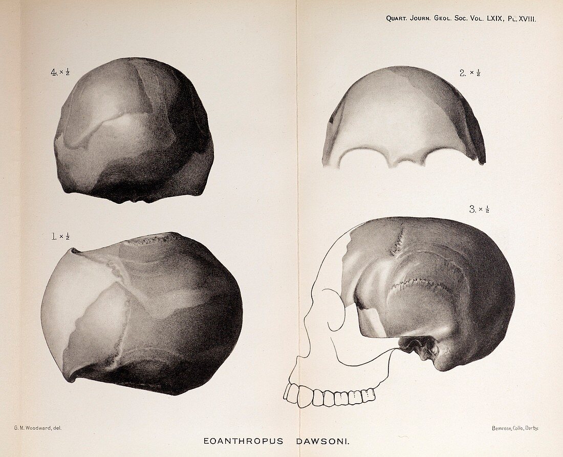 1913 Toned skull Plate Piltdown Man hoax