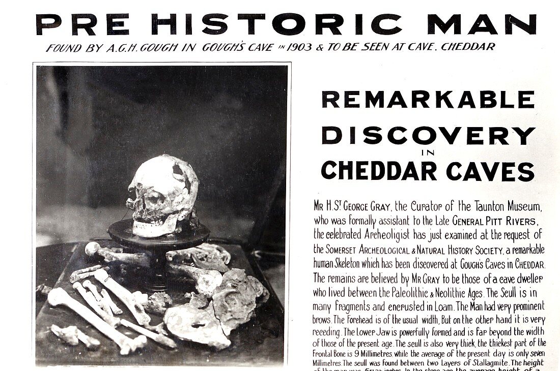 1903 Skeleton Cheddar Man Gough's Cave