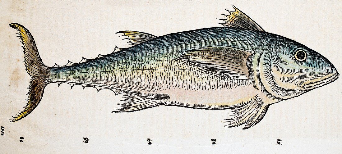 1560 Gesner Medditeranean Bluefin Tuna