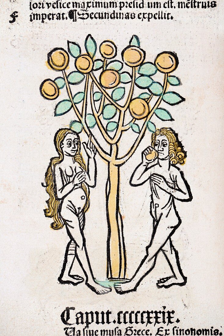 1491 Adam and Eve tree Hortus Sanitatis