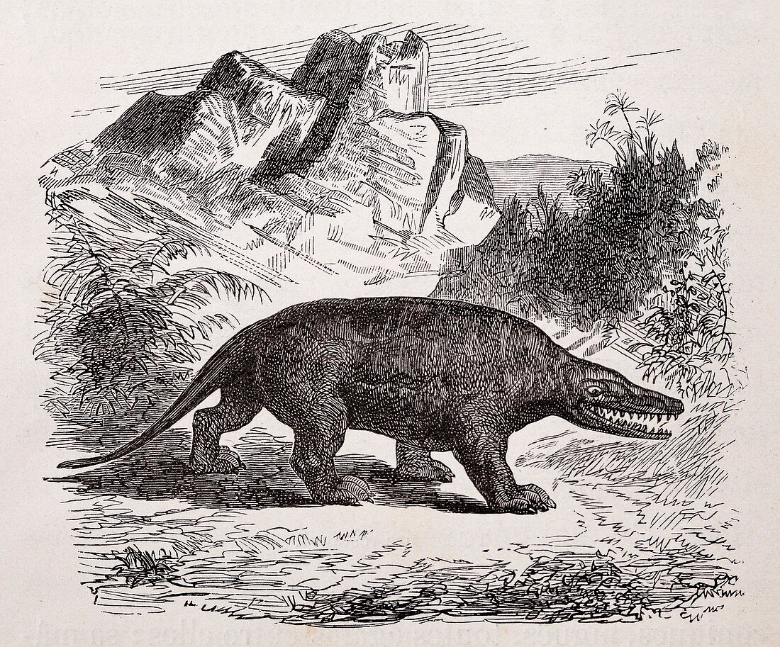 1854 1860 owen dinosaur megalosaurus