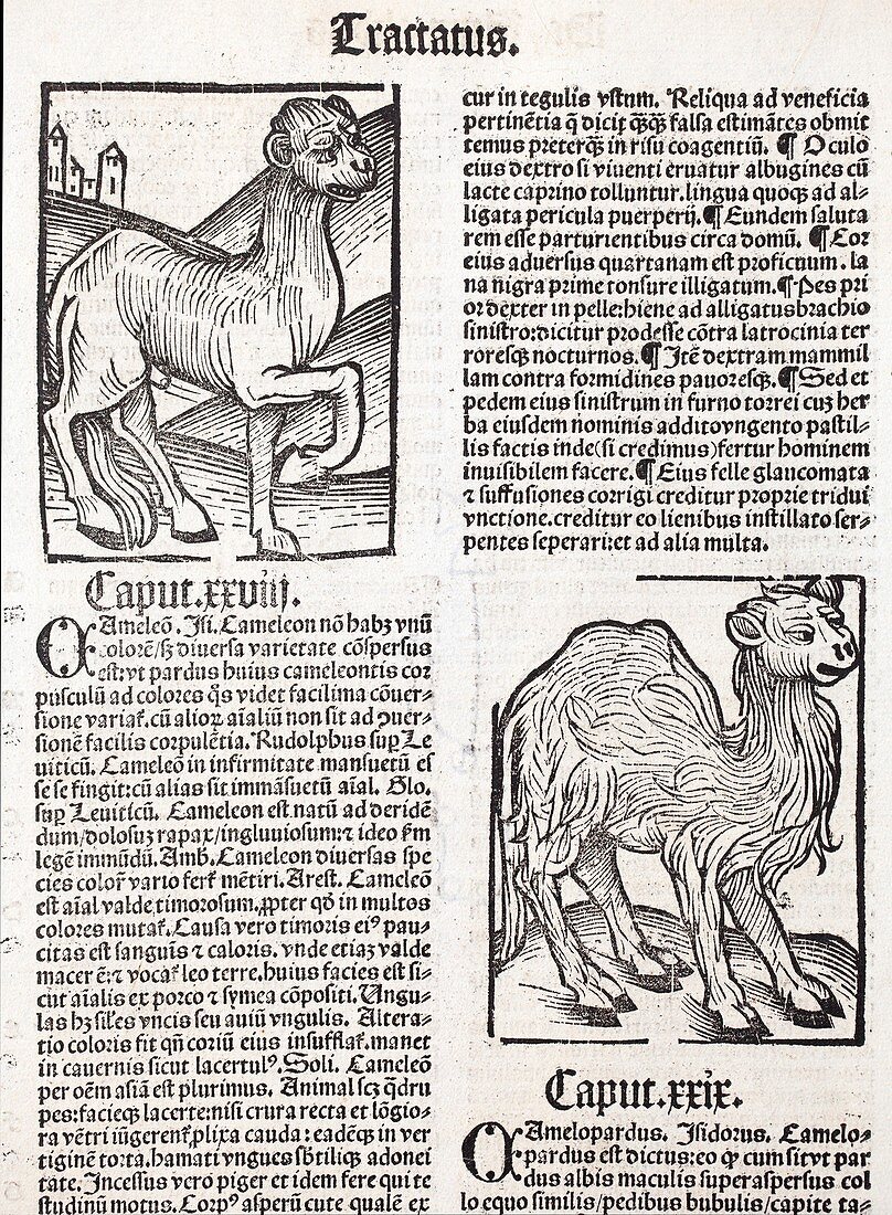 1491 First Camel print Hortus Sanitatis