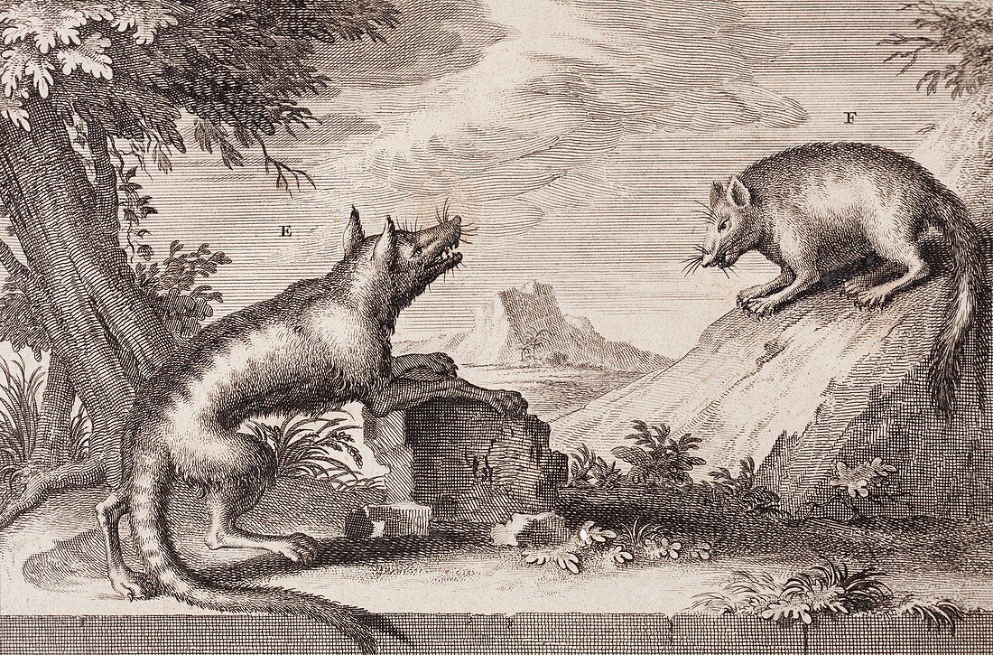 1724 Valentijn's Tasman Thylacine