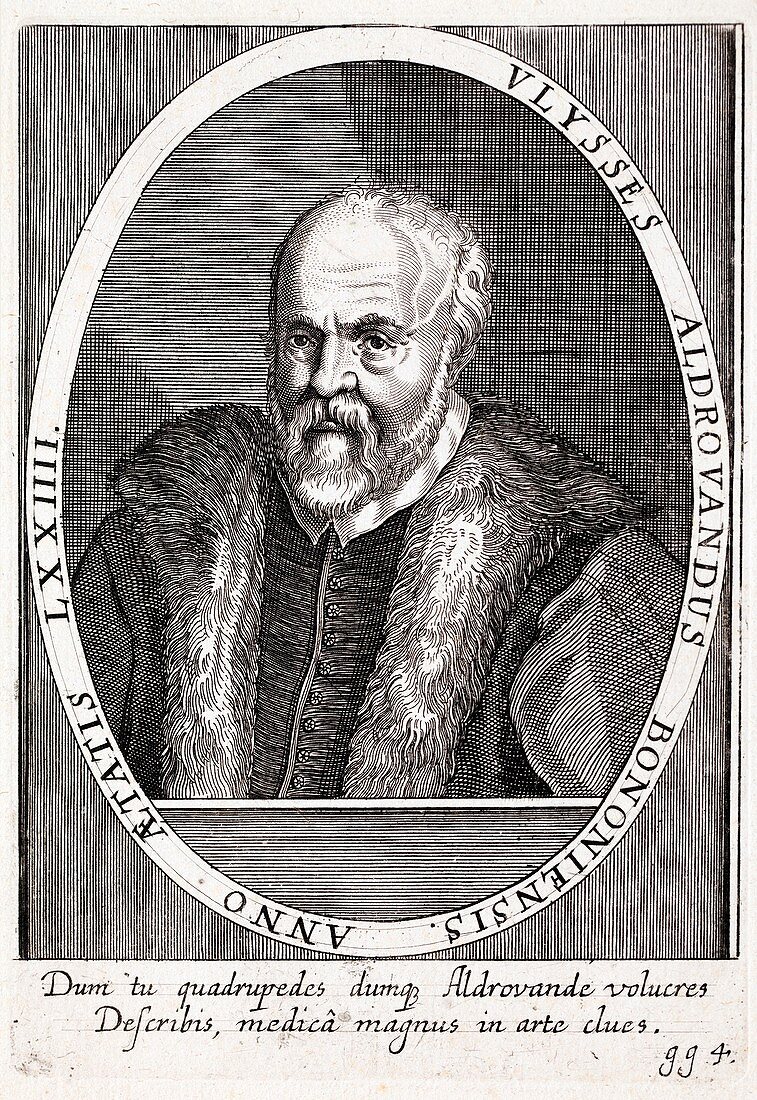 1590 Ulisse Aldrovandus portrait