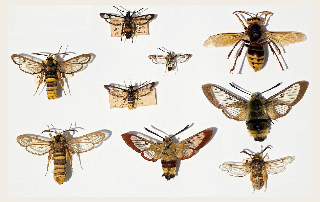 1865 British bee wasp mimic moths Bates