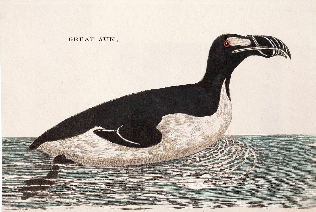 1776 Pennant swimming extinct great auk
