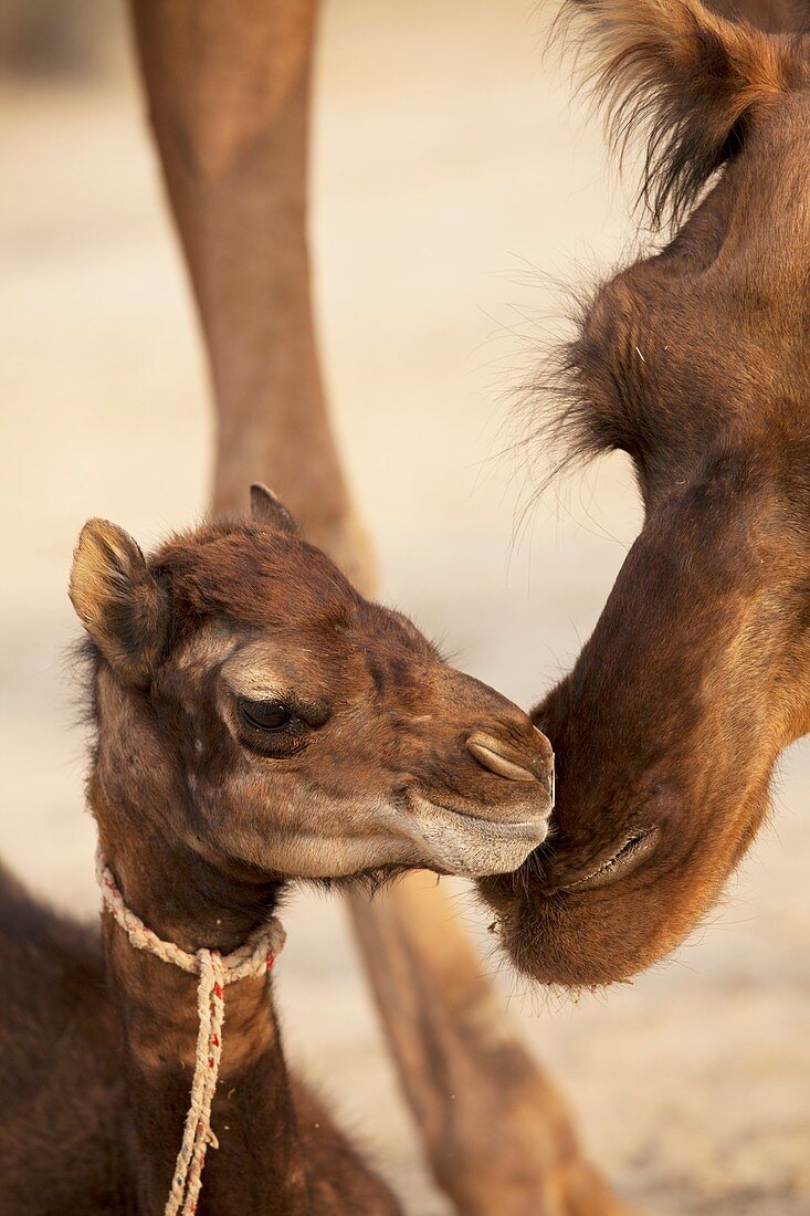Baby Dromedary Camel MERS reservoir host