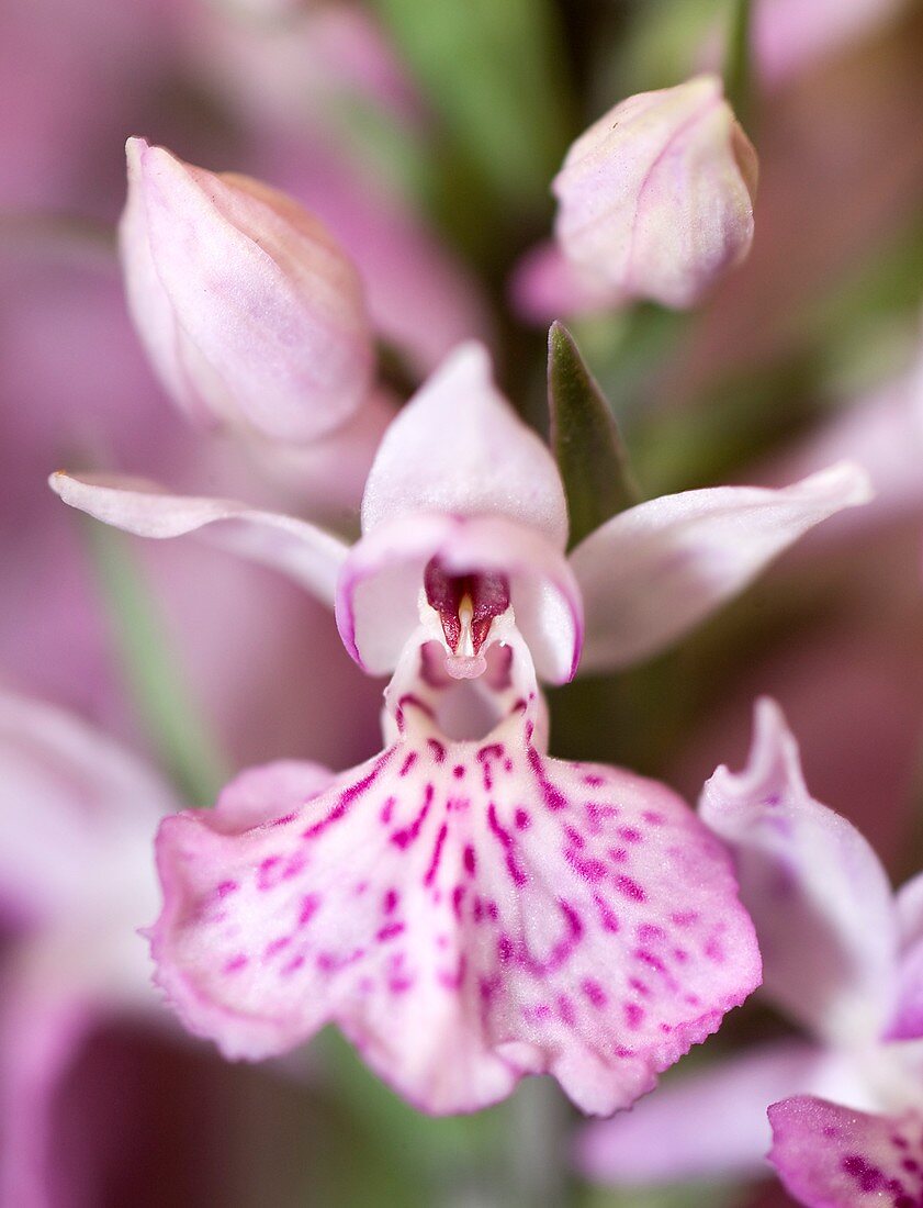Orchid flower Dactylorhiza fuchsii darwin