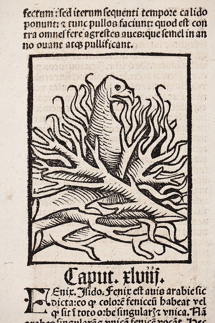 1491 Phoenix in flames Hortus Sanitatis