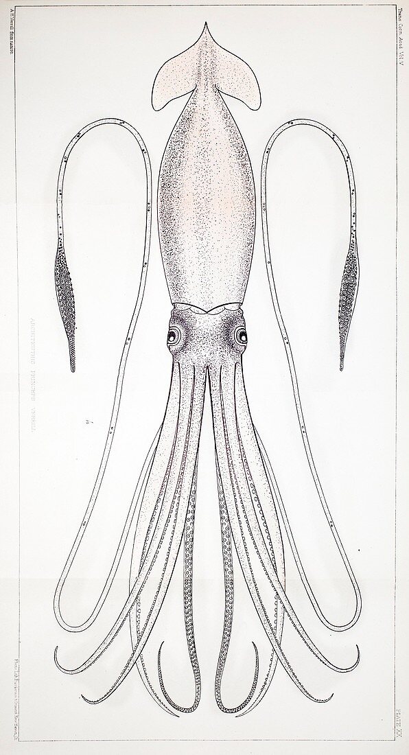 1879 first science giant squid Verrill