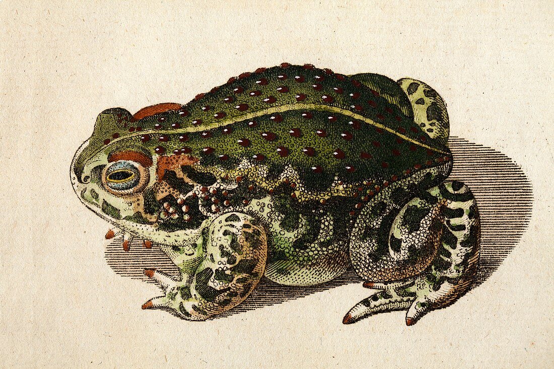 1796 Green Toad Bechstein conservationist