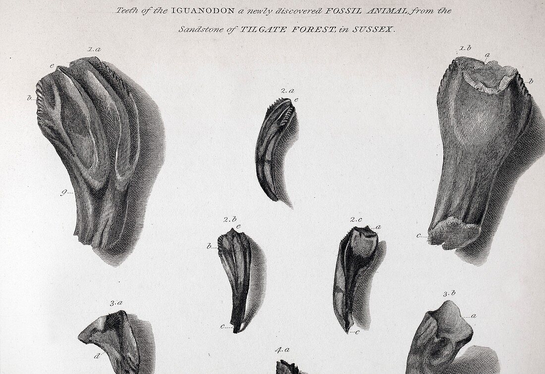 1825 Mantell First Iguanodon teeth clean
