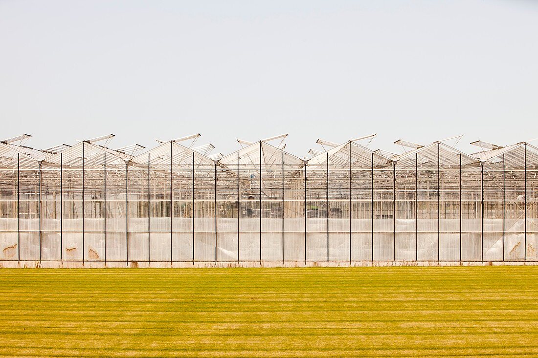 Greenhouses on the Lancashire mosslands