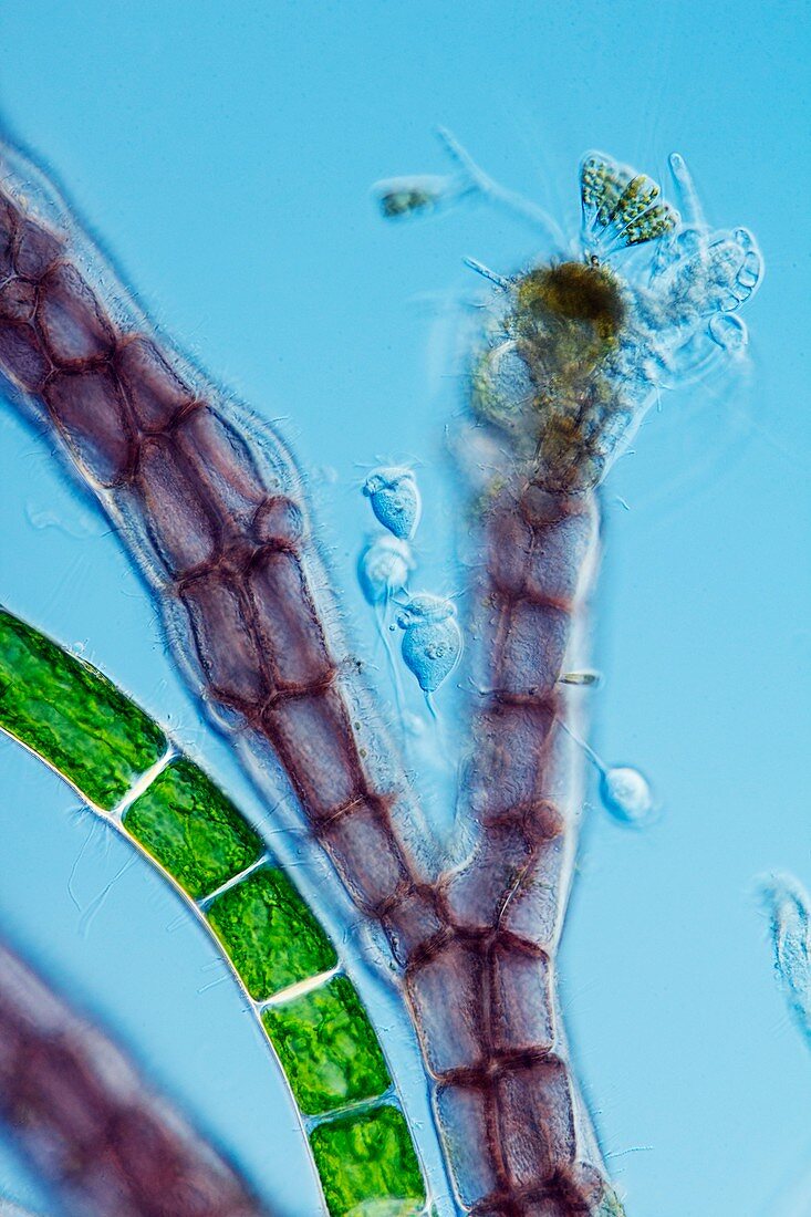 Marine life,light micrograph