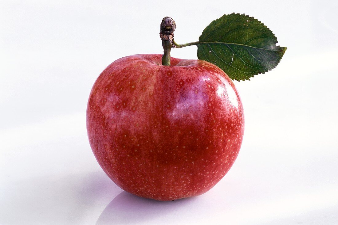 One Starking Apple with Leaf