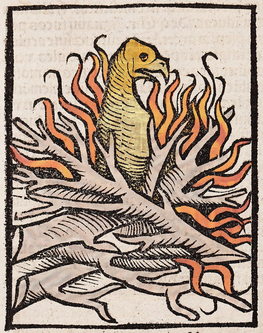 1491 Phoenix in flames Hortus Sanitatis