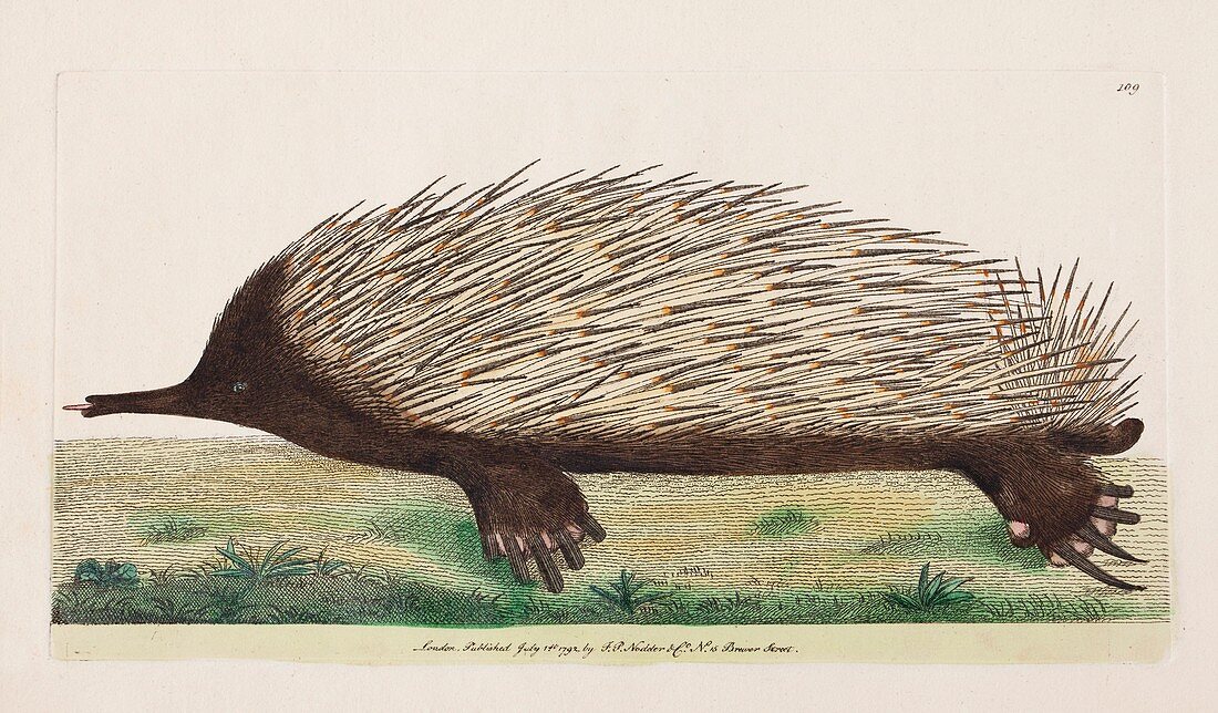 1792 Shaw first illustration of Echidna