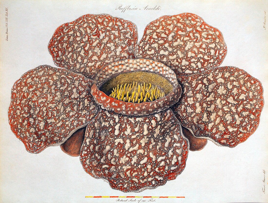 1820 First description Rafflesia flower