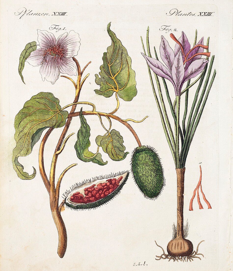 1795 Achiote Saffron natural food colour