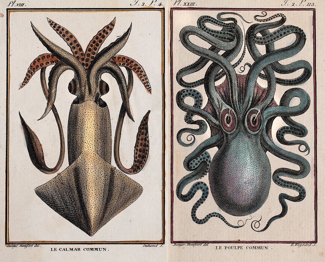 1801 Montfort squid octopus engraving