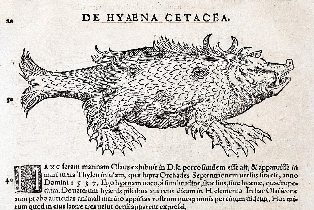 1560 Gesner many eyed sea monster