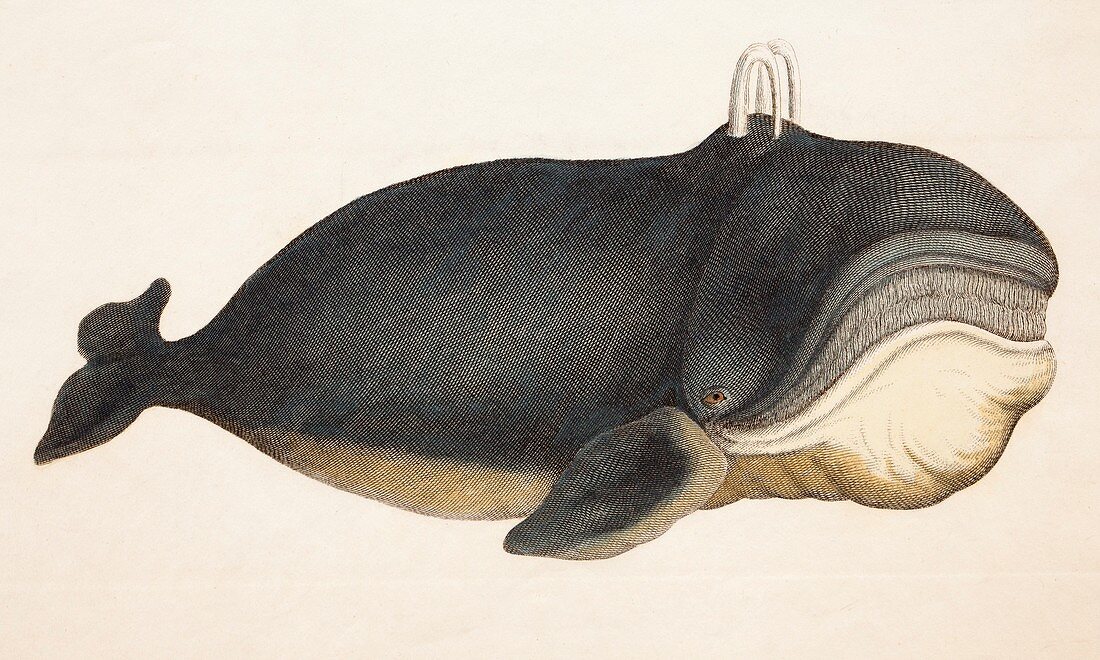 1823 Engraving of Whale Simeon Shaw
