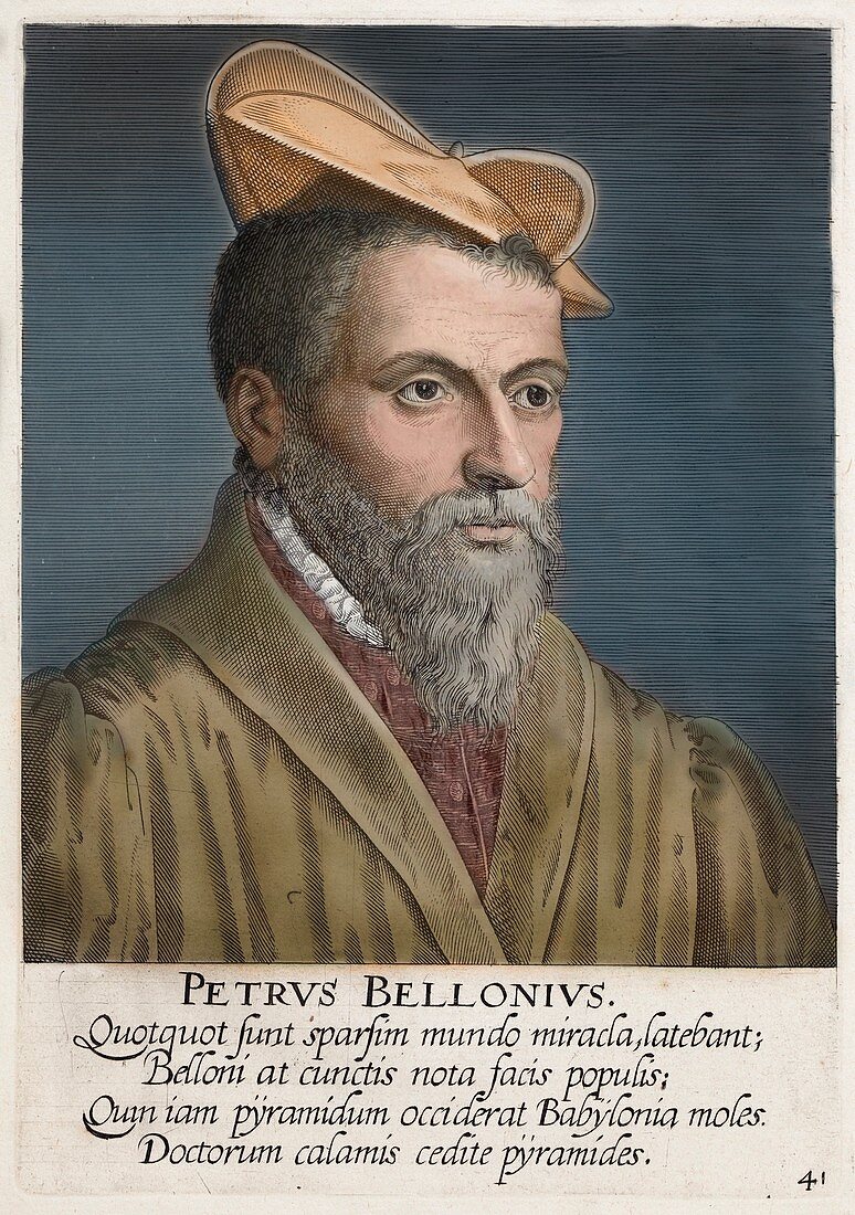 1650's Portrait Pierre Belon Naturalist